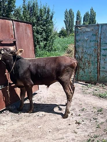 Коровы, быки: Продаю | Бык (самец) | На откорм — 6