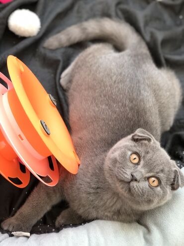 Pişiklər: Britan, Dişi, Erkək, Ünvandan götürmə — 6