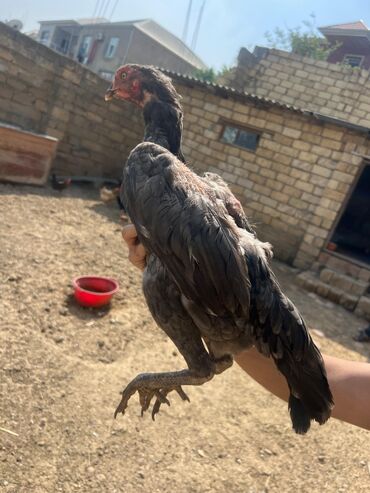 yumurtaliq toyuq satisi: Fereler satılır 1 çi sekldeki celilabad qatilin qızıdı 1 çi sekldeki