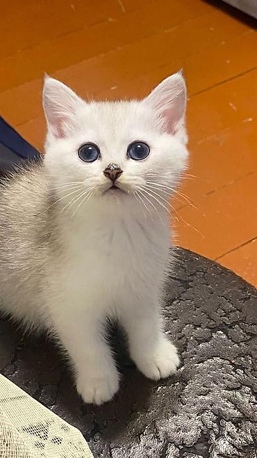 cins pisik: Gözəl mavi gözlü balaca pişik balaları - Cins: uzun tüklü tip (puslu — 4