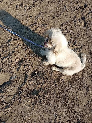 ev itləri satışı: Pekines, 8 ay, Dişi, Peyvəndli, Ünvandan götürmə — 3