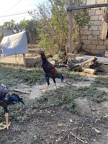 Xoruzlar: Xaricdən gəlmə heyvanın balasıdı Orjinal O shamo beçə 4 aylıq — 13