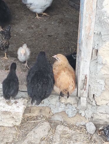 brama cücə: Toyuq cücələri, Damazlıq, Ünvandan götürmə