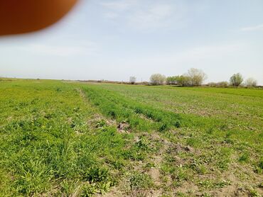 Torpaq sahələrinin satışı: 187 sot, Kənd təsərrüfatı, Barter mümkündür, Texniki pasport -da lalafo.az — 14 Torpaq sahələrinin satışı: 187 sot, Kənd təsərrüfatı, Barter mümkündür, Texniki pasport — 14