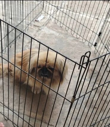 baskervillerin iti: Pekines, 1 il, Erkek, Ünvandan götürmə
