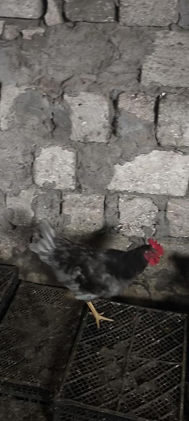 Toyuqlar: Toyuq, Yumurtalıq — 9