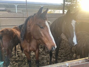 Лошади, кони: Продаю | Кобыла (самка) | Для разведения | Племенные — 3
