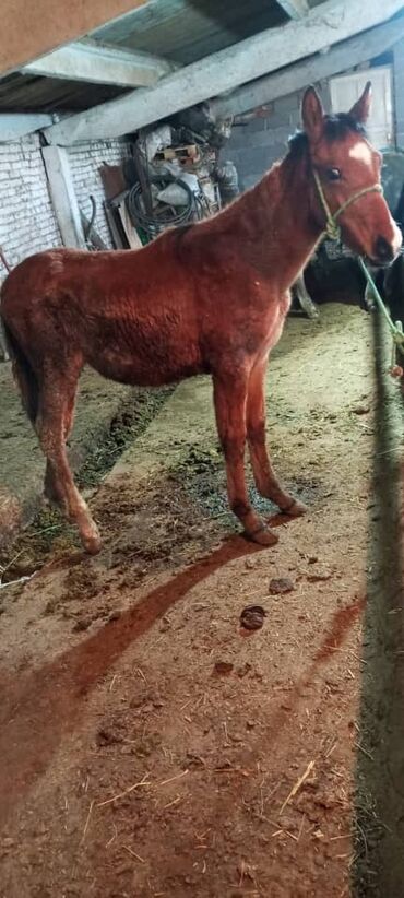 дом для животных: Ушул эркек тай сатылат 40мин Кара балтада