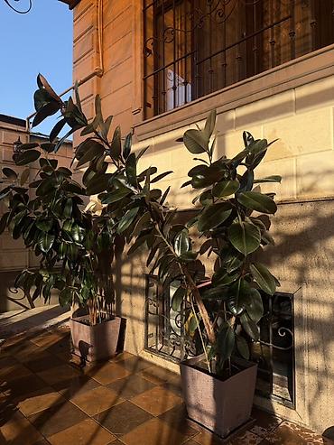 фитолампы для комнатных растений: Фикусы каучуконосные (Ficus elastica) в декоративных квадратных кашпо — 1