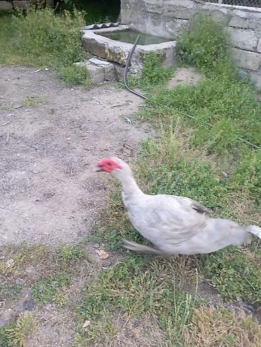 herati fərəsi: Salam, damazlıq bir yaş yarımlıq aktiv lavanda erkey lal ördey — 5