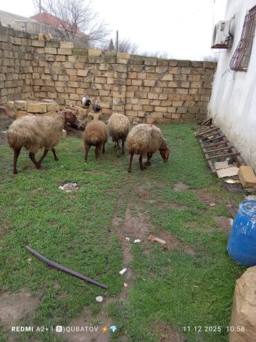 Qoyunlar, qoçlar: 3 qoyun 1 quzu satılır biri ana baladir dişi bala ilə kom 1.150 — 28