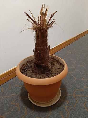 palm: Böyük ölçülü terrakota dibçək və alt qabı - Material: bişmiş gil — 1