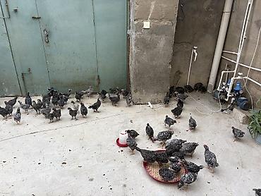 cuce sex: Toyuq cücələri, Damazlıq, Ünvandan götürmə, Ödənişli çatdırılma, Rayonlara çatdırılma — 3