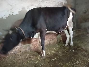 oglan it adlari: Uçuncu qarına 8 ayıq boğaz ivanovqa satılır unvan bine savxoz — 5