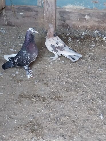 шотландский вислоухий котенок цена: Quşlar tam saglamdilar.Hazir cutdu uçuşlarin bilmirem.Qiymet sondu boş