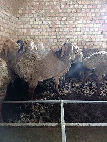 Баран, овца: Продаю | Баран (самец) | Арашан | Для разведения | Племенные — 9