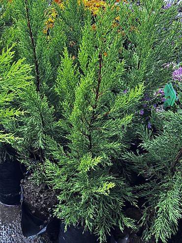 gul toptan satis: Limon servi 🌲 və ya Limonni yolka 🍋 Günəşi sevdiyi üçün terrasda — 1