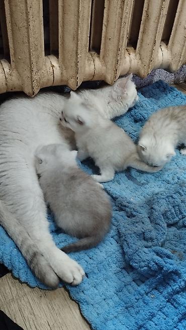 кошка породистый: Готовы к продажи чистокровные котята породы Шотландские ( скоттиш фолд — 8