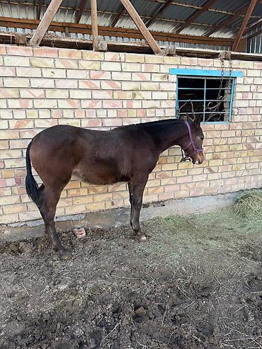 Лошади, кони: Продаю | Жеребенок | Конный спорт — 10