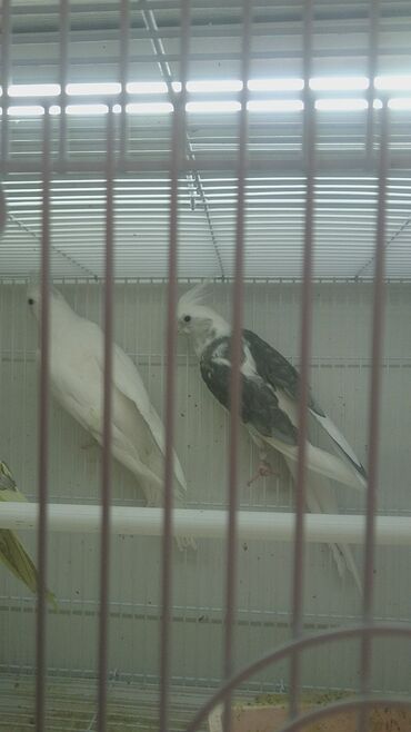 Tutuquşları: Quşlar satlır karella bülbül,fişer,nerazlucnik və sayri münasib — 14