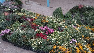 Çöl bitkiləri: Müxtəlif rəngli Xrizantema payızgülü güllərinin topdan və pərakəndə — 2