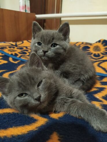 Отдам даром кошку: Кошка даром: Британская короткошёрстная, 2 месяца, Мальчик, Метис, Приучена к лотку