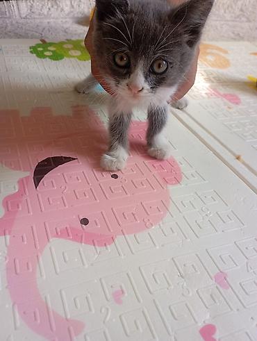 сабака ххх: Одалим добрыйе руки Котёнок, окраса серо-белый (биколор). Короткая — 1