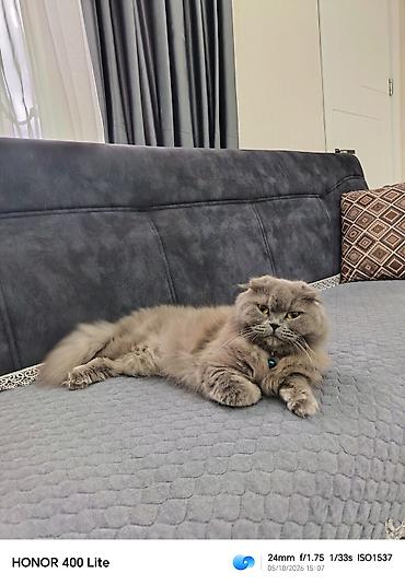 yulaf satisi: 🐱💕 Şotland pişiyi satılır 💕🐱 🏷️ Cinsi: Şotland (Scottish) 🎀 — 1