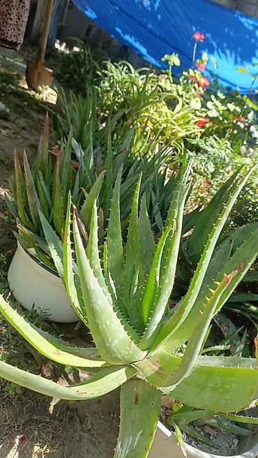 aloe vera: Müalicəvi Aloe Vera bitkisi, çox xeyirlidir, kosmetologiyada və xalq — 1
