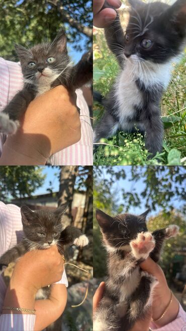 британская кошка: Кошка даром: Беспородная, 1 месяц, Девочка, Приучена к лотку