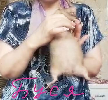Кемирүүчүлөр: Питомник крыс Rat Haus Love . Предлагает пару молодых крыс . Мальчик — 3