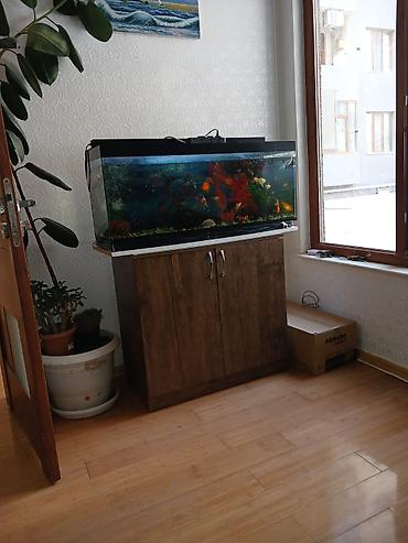 akvarium satilir: Salam. 21 ədəd balig akvariumnan bir yerdə satilir. Əlagə nömrəsi 050 — 1