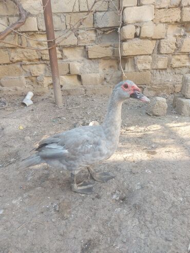 Ördəklər: Erkək, | Lal ördək, Damazlıq, Ünvandan götürmə lalafo.az -da Ördəklər: Erkək, | Lal ördək, Damazlıq, Ünvandan götürmə