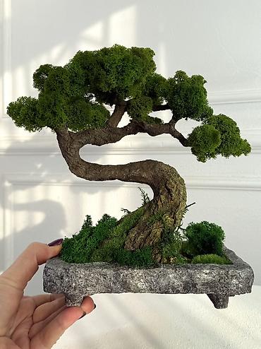 Декоративные цветы: Деревья-бонсай из натурального стабилизированного мха🌳 -это — 71