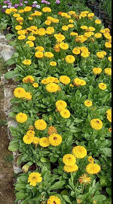 çöl bitkiləri: Məhsul: Qazanlı nərgizçiçəyi (Calendula officinalis) – dekorativ — 3