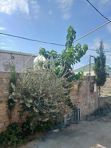 yeni gunesli kiraye evler heyet: 2 otaqlı həyət evi - Plan: 2 ayrı yataq otağı/otaq, zal, mətbəx və — 7