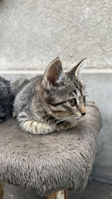 кормовая соль для животных: 3 месяца, Девочка, Приучена к лотку, Проглистована