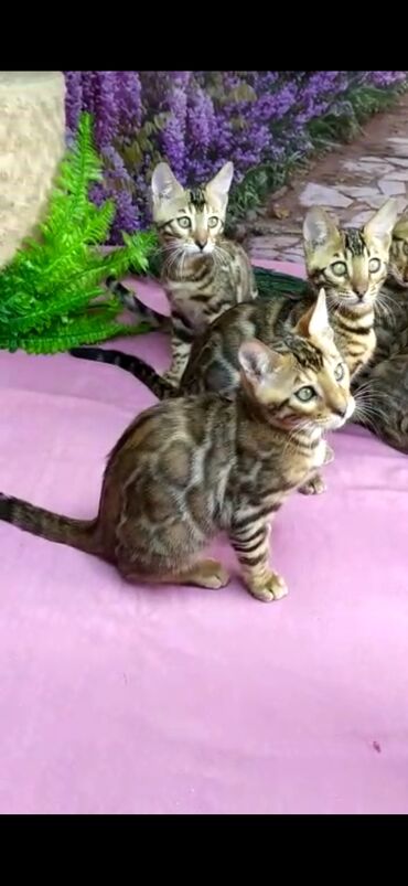 Продажа кошек: Бенгальские котята Проф.Питомник Бен Гла Мур предлагает.чудесных — 28