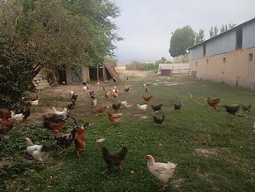 укаска: Продаю 850 Село Петровка — 3