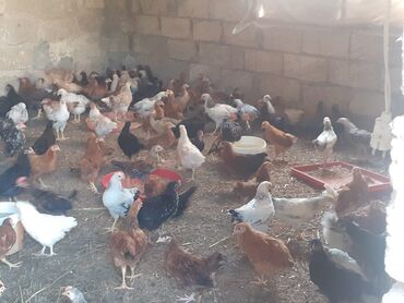 Yemlər: Toyuq, Damazlıq, Ünvandan götürmə
