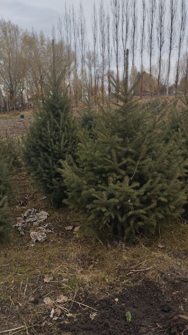 Декоративные деревья: Саженцы деревьев: Ели, Бесплатная доставка — 10