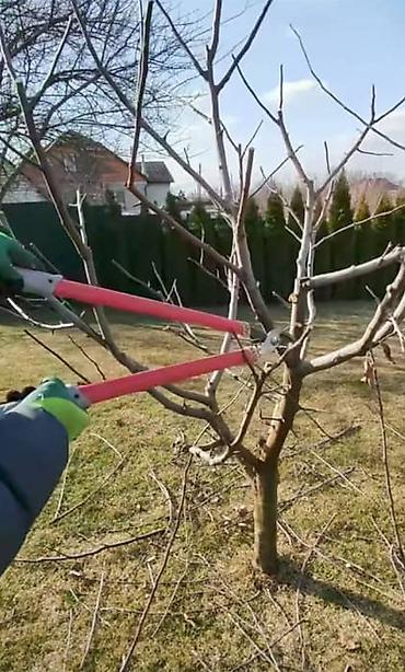 Спил деревьев, заготовка дров: Профессиональная обрезка плодовых деревьев и кустарников - — 1