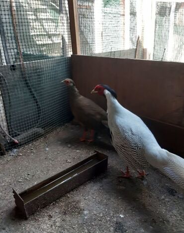 голуби птицы: Куплю цыплят или пару Серебряных Фазанов❗️