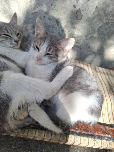 отдам в добрые руки котенка: Erkək, Dişi, Ünvandan götürmə