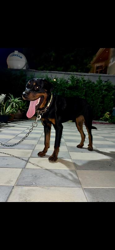 dişi labrador: Rotveyler, 6 ay, Dişi — 1