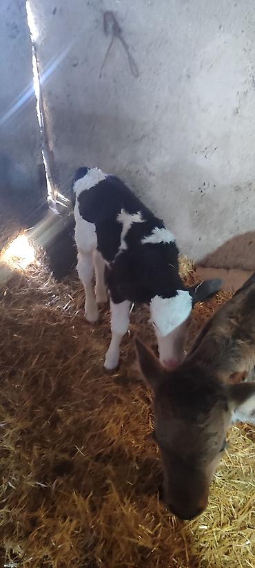 Коровы, быки: Продаю | Музоо, торпок | Голштин, Швицкая | На откорм | Искусственник — 1