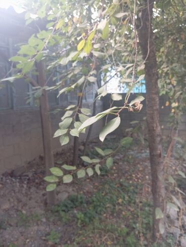 Продажа домов: Барачный, 42 м², 2 комнаты, Собственник, Косметический ремонт at lalafo.kg — 3 Продажа домов: Барачный, 42 м², 2 комнаты, Собственник, Косметический ремонт — 3