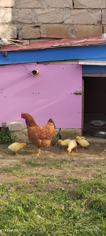 Digər quşlar: 5 linda qaz balası və ana toyuq tam sağlam