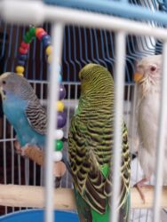 Tutuquşları: Quşlar satılır!Hazır cütdülər,hal-hazırda yumurtaya hazırlaşırlar, ağ — 8