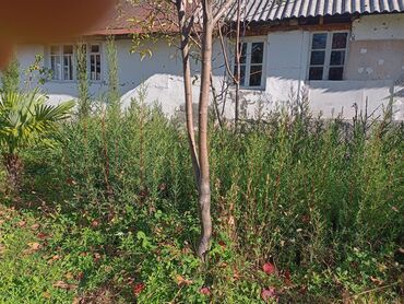 Ağaclar: Məhsul: Bağ və landşaft üçün dekorativ palma və iynəyarpaq — 11